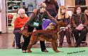 crufts_227