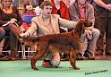 crufts_229