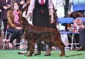 crufts_231