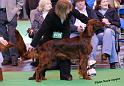 crufts_235