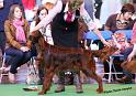 crufts_241