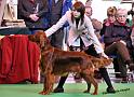 crufts_246