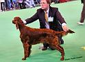 crufts_248