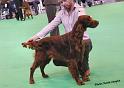 crufts_252