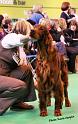 crufts_257