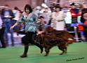 crufts_274