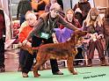 crufts_280