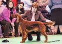 crufts_284