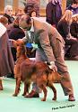 crufts_293