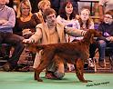 crufts_297