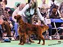 crufts_304