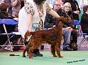 crufts_307