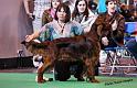 crufts_311