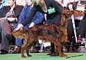 crufts_313