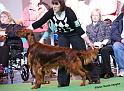 crufts_314