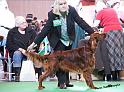 crufts_317