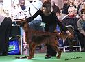 crufts_319