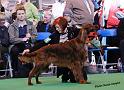 crufts_322