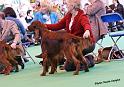 crufts_328