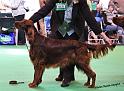 crufts_334