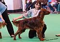 crufts_338