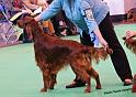 crufts_339