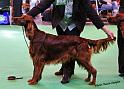 crufts_340