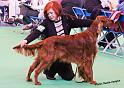 crufts_343