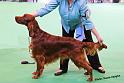 crufts_354