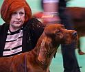 crufts_361