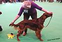 crufts_363