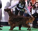 crufts_373