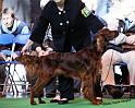 crufts_374