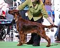 crufts_377