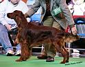 crufts_378