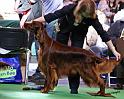 crufts_379