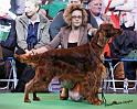 crufts_382