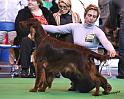 crufts_383