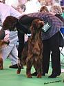 crufts_386