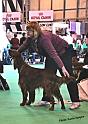 crufts_391