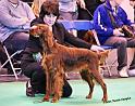 crufts_408