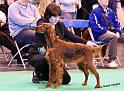 crufts_409