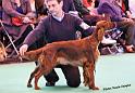 crufts_415