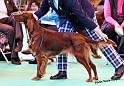 crufts_418