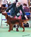 crufts_423