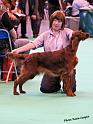 crufts_428