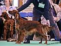 crufts_433