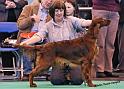 crufts_437