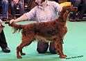 crufts_443