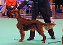 crufts_446